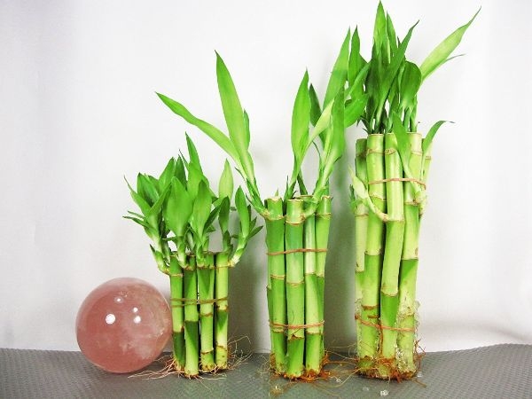 Tropical House Plants Tropical House Plants
