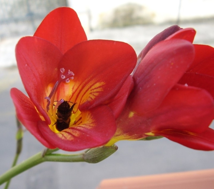 troubadour freesia troubadour freesia