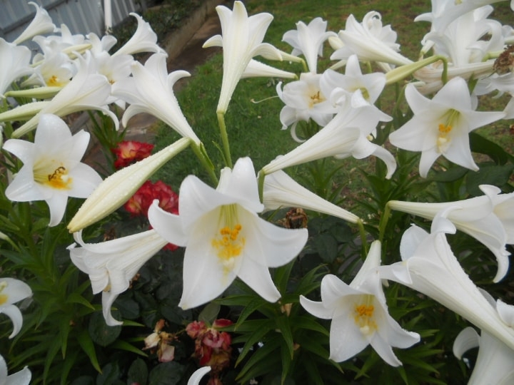 trumpet lily flowers trumpet lily flowers