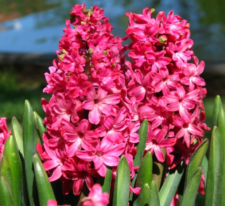 tubergen scarlet hyacinth tubergen scarlet hyacinth