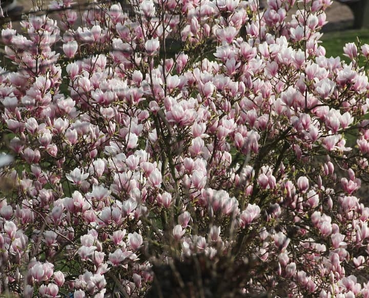 tulip magnolia tree tulip magnolia tree