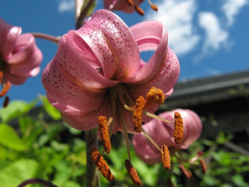 turks cap lily turks cap lily