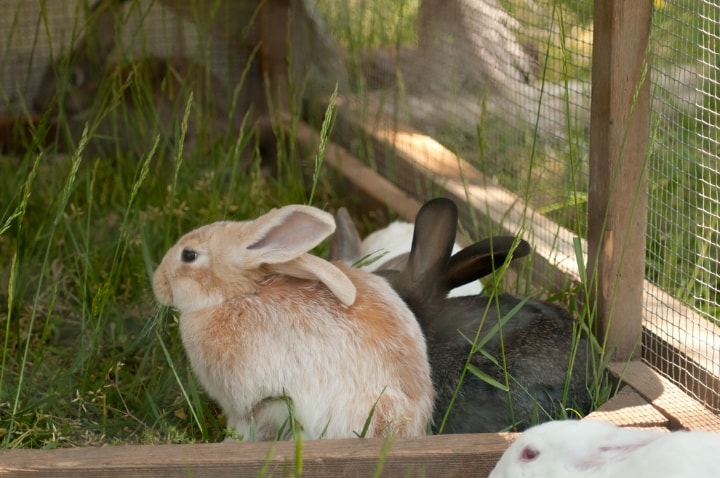 two rabbits inside a rabbit hutch two rabbits inside a rabbit hutch