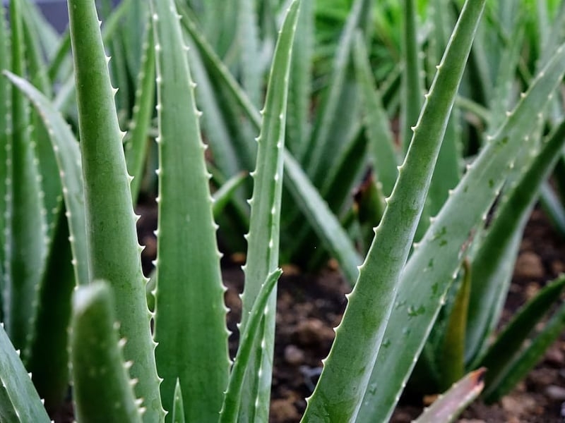 types of aloe succulents aloe vera types of aloe succulents aloe vera