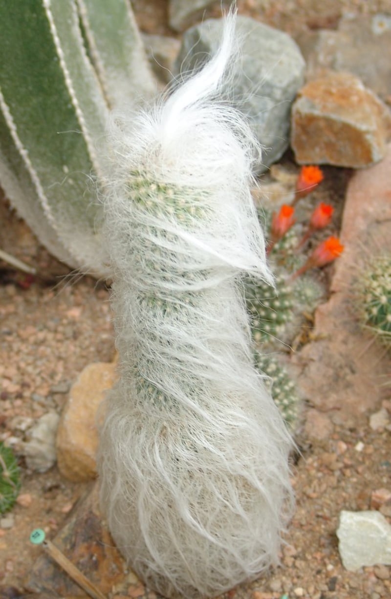 types of cacti and succulents old mans cactus types of cacti and succulents old mans cactus