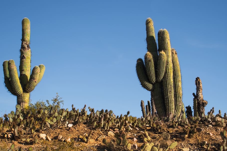 types of cacti succulents saguaro cactus types of cacti succulents saguaro cactus