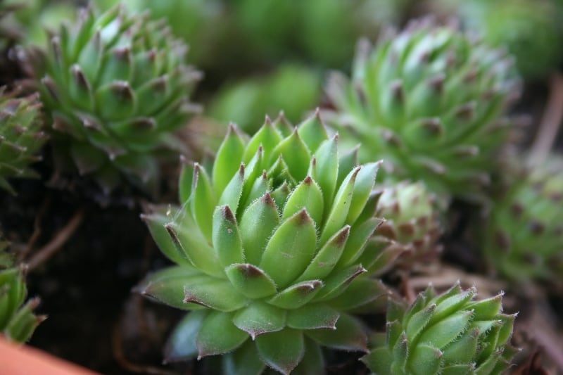 types of cactus and succulents hens and chicks types of cactus and succulents hens and chicks