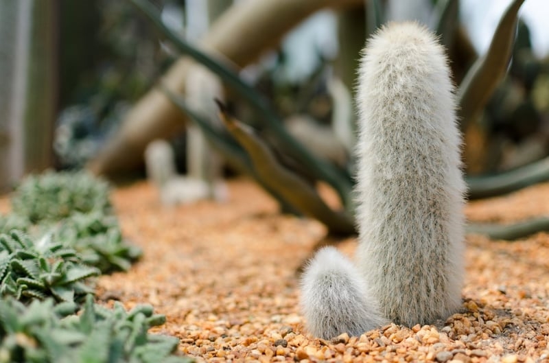 types of cactus succulents old man cactus tall succulent types of cactus succulents old man cactus tall succulent