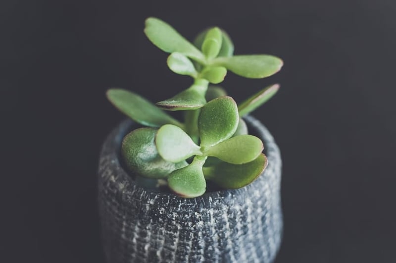 types of crassula succulents jade plant types of crassula succulents jade plant