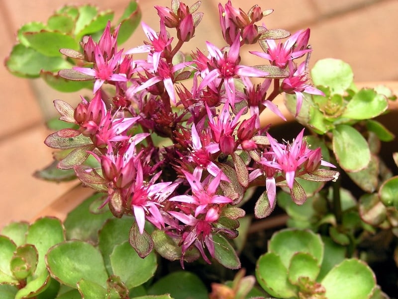 types of flowering succulents roseum types of flowering succulents roseum
