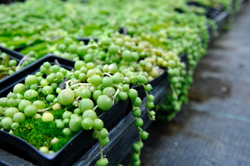 types of hanging succulents string of pearls types of hanging succulents string of pearls