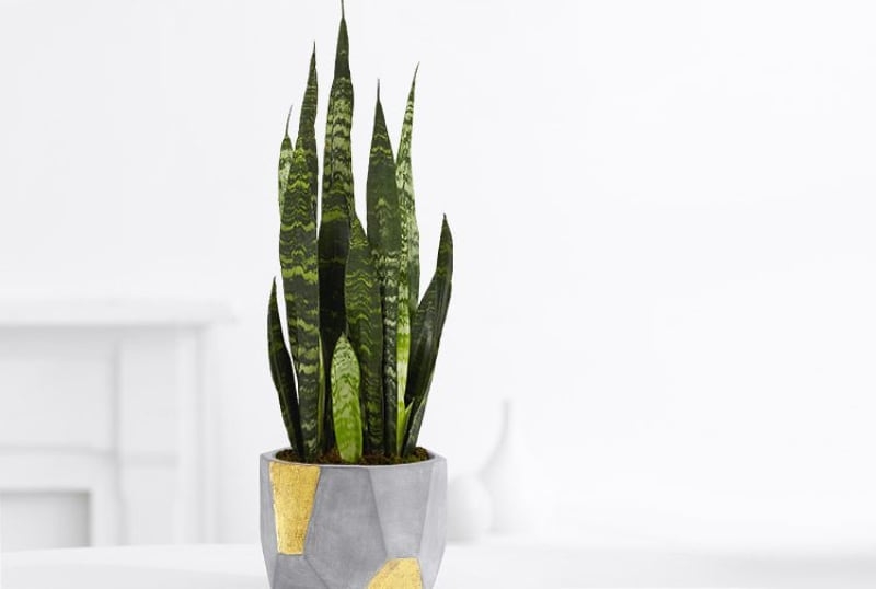 types of house succulents snake plant types of house succulents snake plant