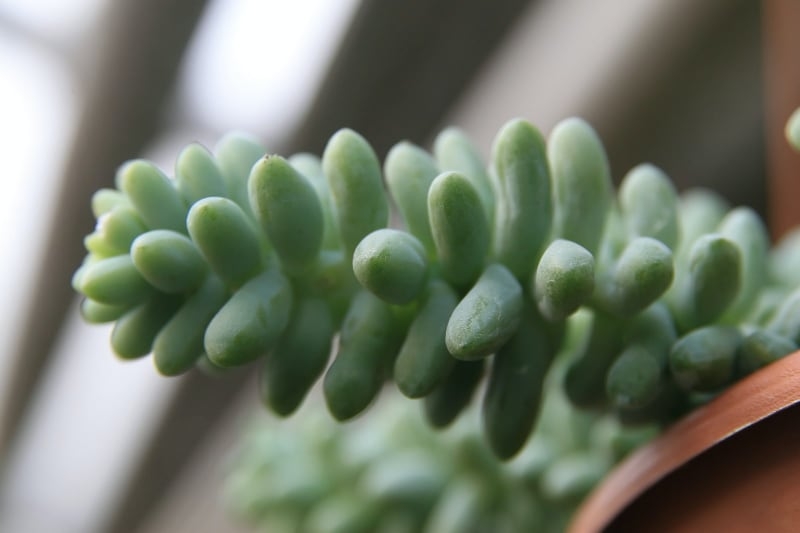 types of indoor succulents burros tail types of indoor succulents burros tail