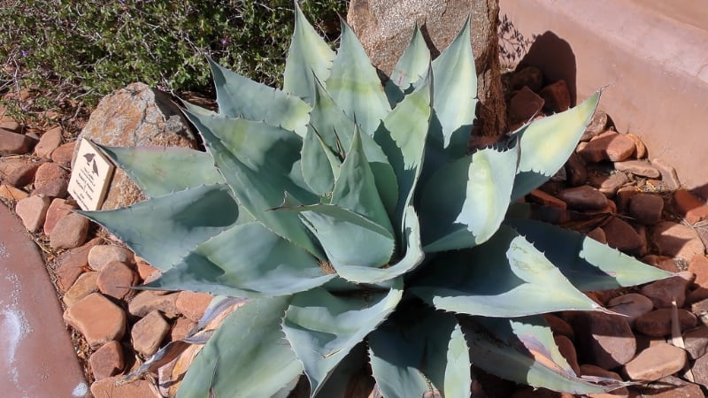 types of large succulents whales tongue agave types of large succulents whales tongue agave