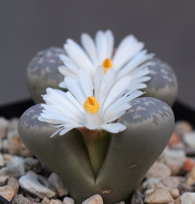 types of mini succulents living stone types of mini succulents living stone