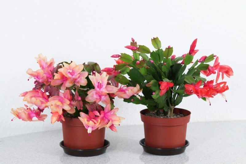 types of potted succulents christmas cactus types of potted succulents christmas cactus