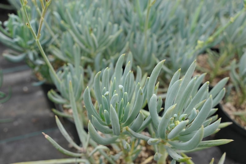 types of senecio succulents blue chalk sticks types of senecio succulents blue chalk sticks