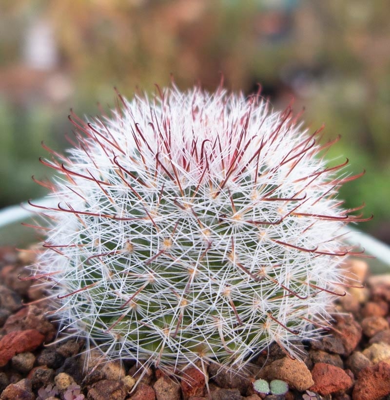 types of small succulents pincushion cactus types of small succulents pincushion cactus