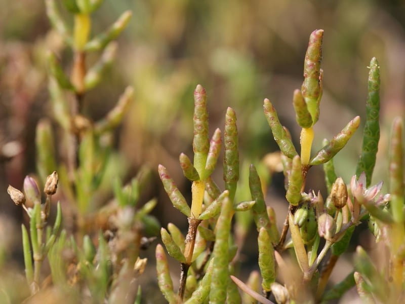 types of succulent indoor common glaswort types of succulent indoor common glaswort