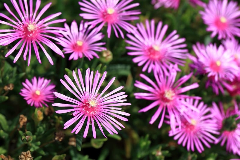 types of succulent plants ice plant types of succulent plants ice plant