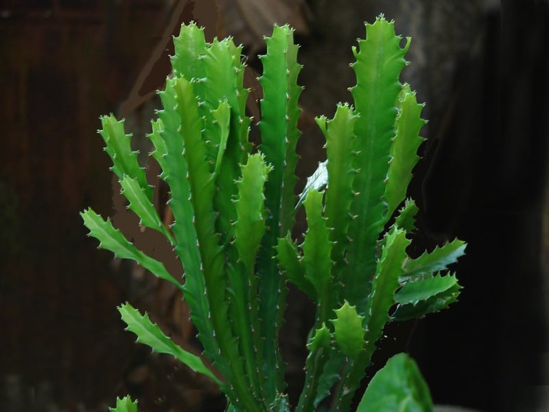types of succulents african milk tree types of succulents african milk tree