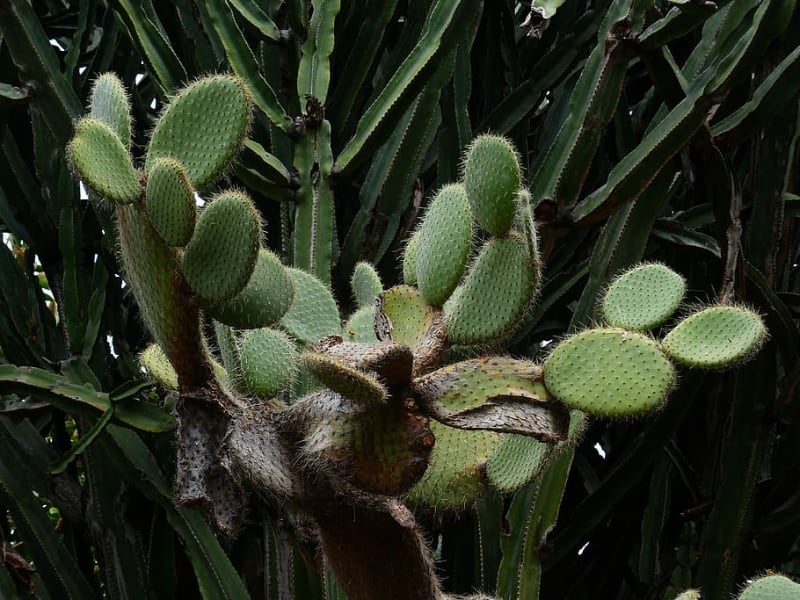 types of succulents and cacti bunny ears cactus types of succulents and cacti bunny ears cactus