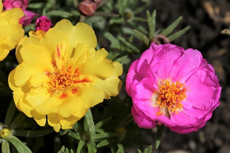 types of succulents and care moss rose types of succulents and care moss rose