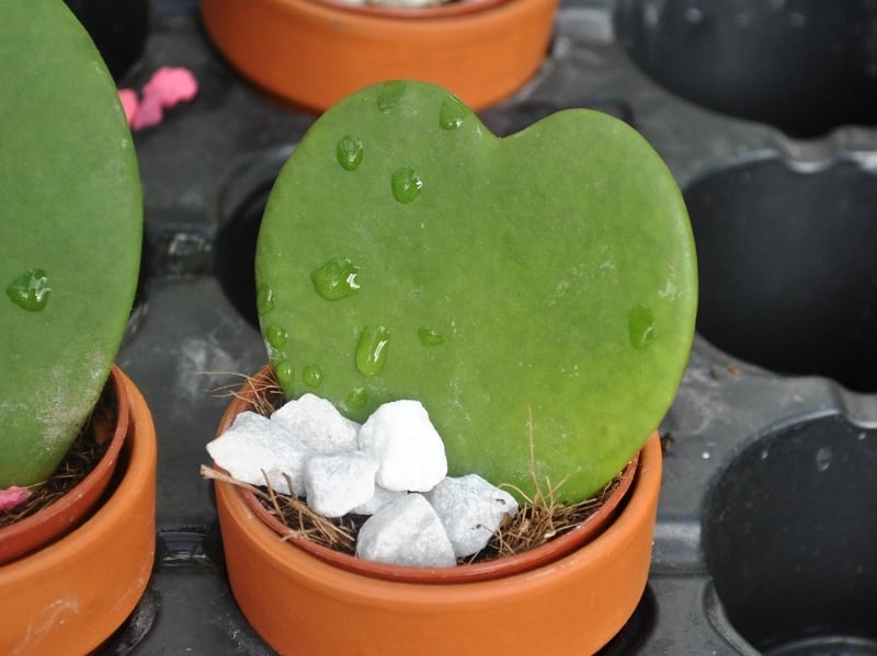 types of succulents for containers sweetheart hoya types of succulents for containers sweetheart hoya