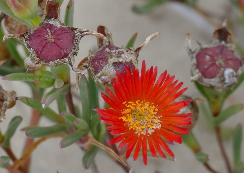 types of succulents house plants ice plant aizoaceae types of succulents house plants ice plant aizoaceae