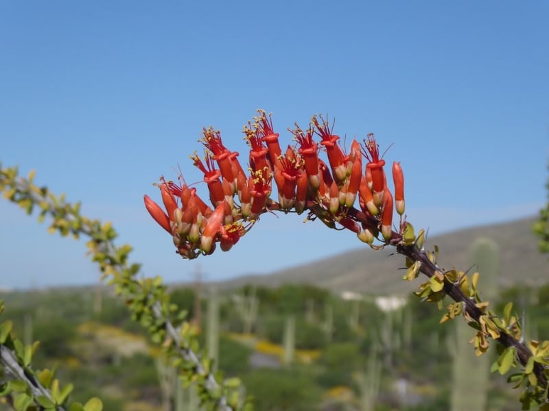 types of succulents with photos ocotillo types of succulents with photos ocotillo