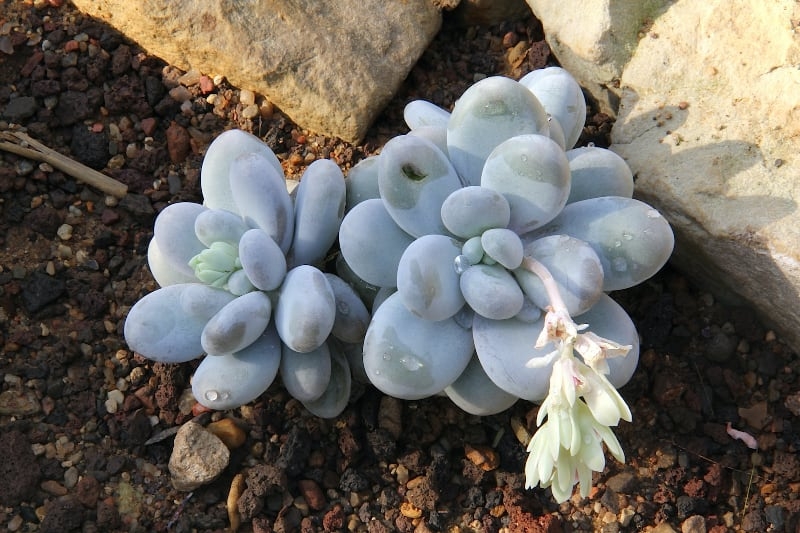 types of succulents with pictures and names pachyphytum oviferum types of succulents with pictures and names pachyphytum oviferum