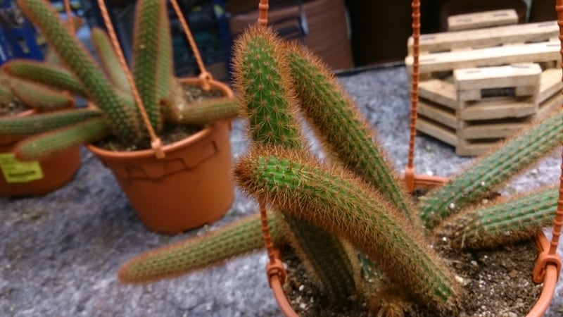 types of succulents with pictures rat tail cactus types of succulents with pictures rat tail cactus