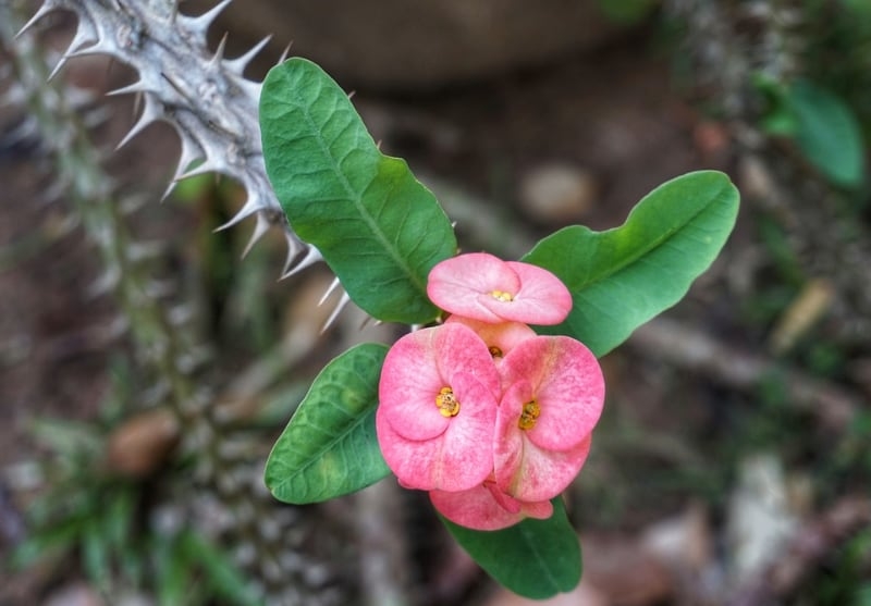types of tall succulents crown of thorns cactus types of tall succulents crown of thorns cactus