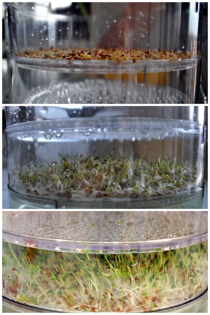 uncovered seeds for microgreens uncovered seeds for microgreens