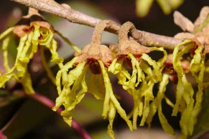 using witch hazel to relieve bee sting using witch hazel to relieve bee sting