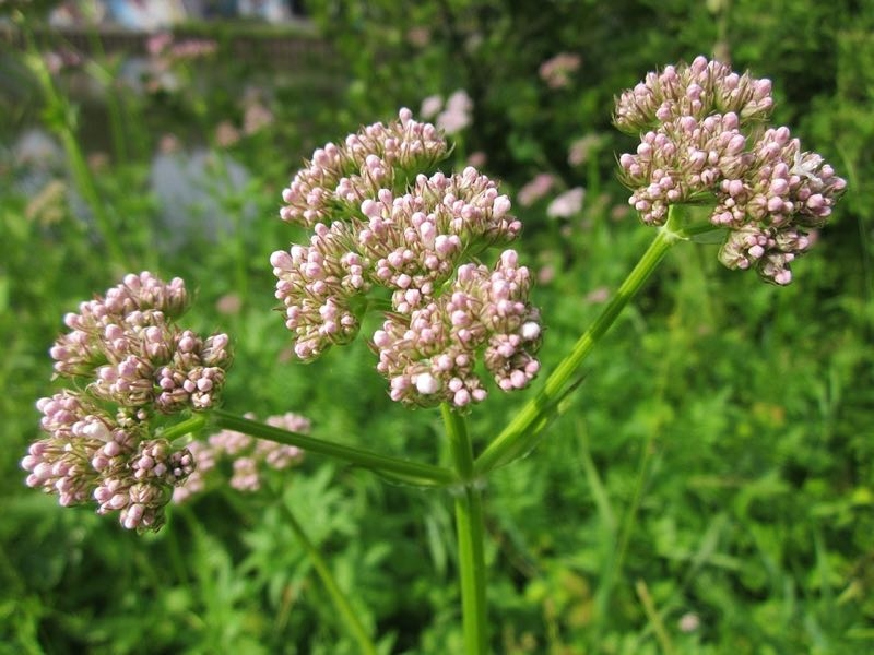 valerian perennial flower valerian perennial flower