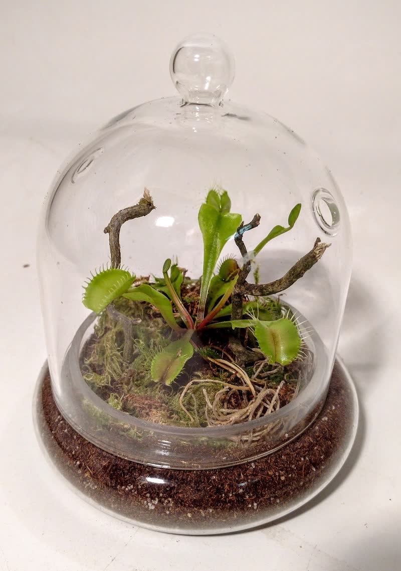 venus trap terrarium plants