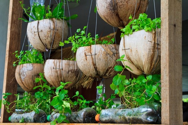Vertical Gardening Coconut Shells Vertical Gardening Coconut Shells