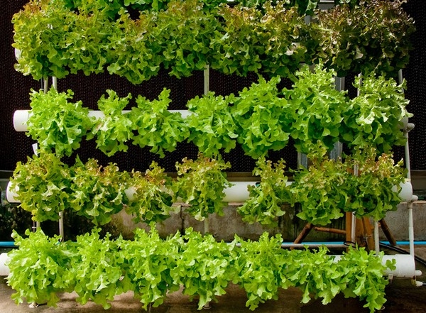 Vertical Gardening Indoors Vertical Gardening Indoors