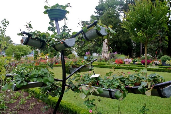 Vertical Squash Gardening Vertical Squash Gardening