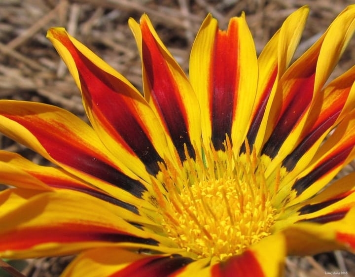 vibrant gazania flower vibrant gazania flower