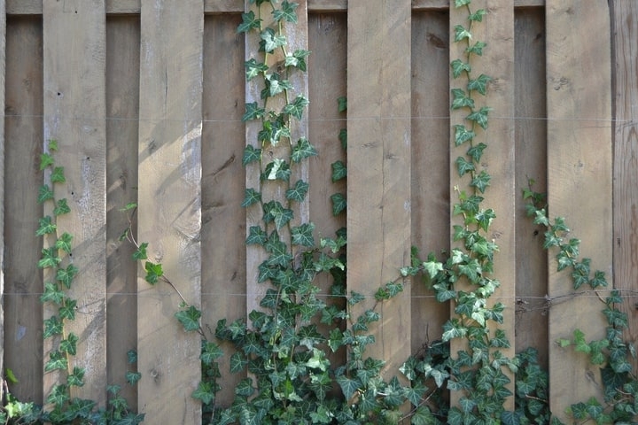 vine wall garden vine wall garden