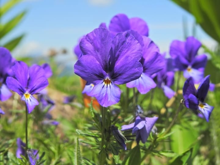 viola declinata shade perennial plant viola declinata shade perennial plant