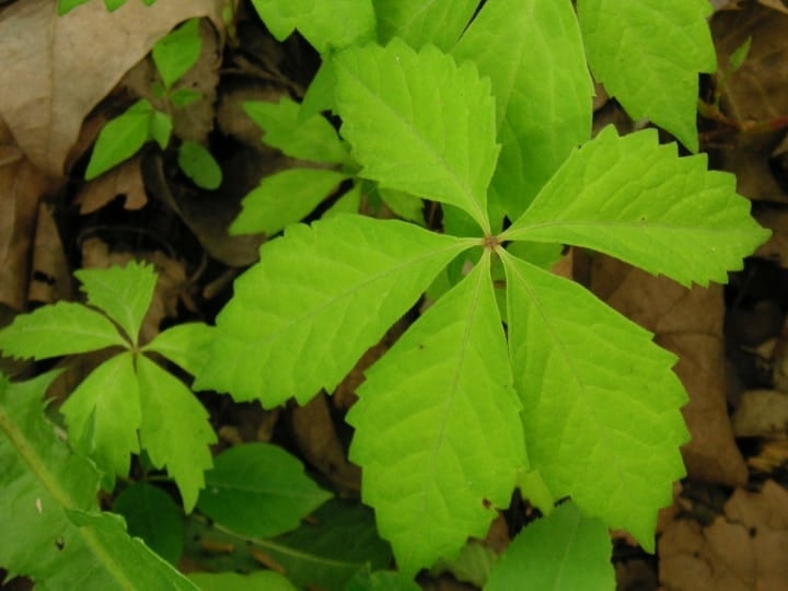 virginia creeper climbing shade plant virginia creeper climbing shade plant