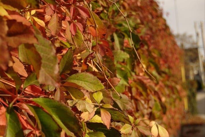 virginia creeper growing on walls virginia creeper growing on walls