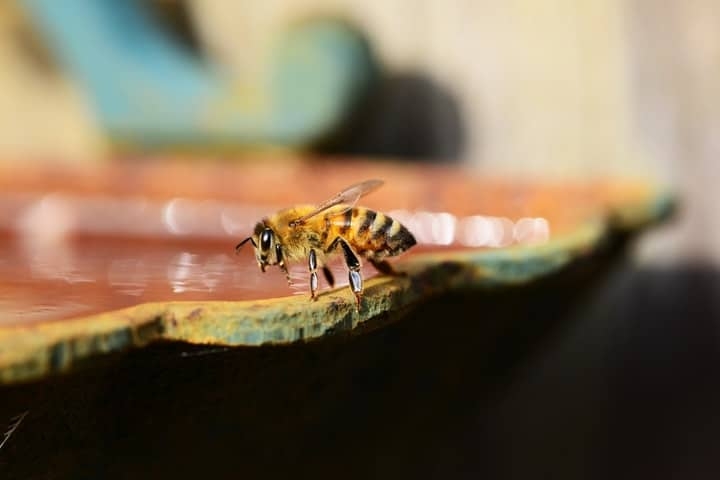 water for bees water for bees