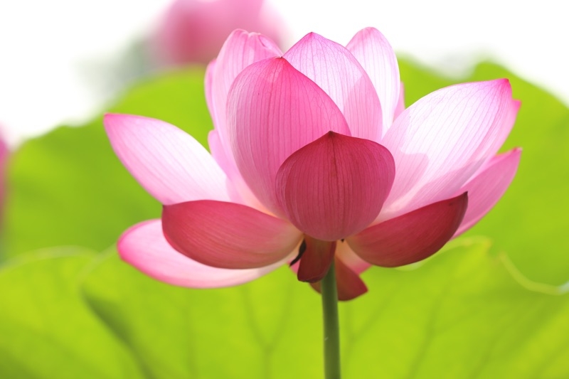water lily water lily