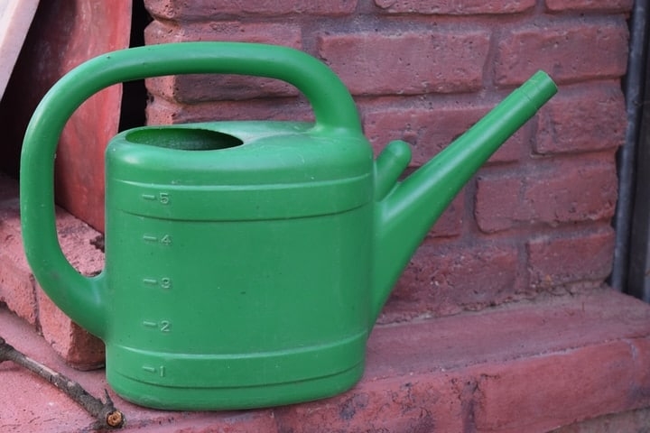 watering hyacinth watering hyacinth