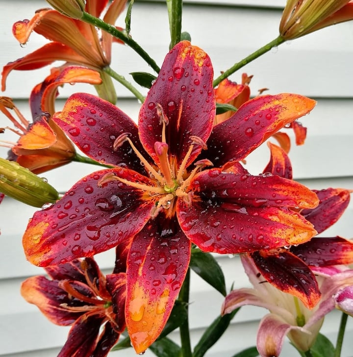 watering lily flowers watering lily flowers