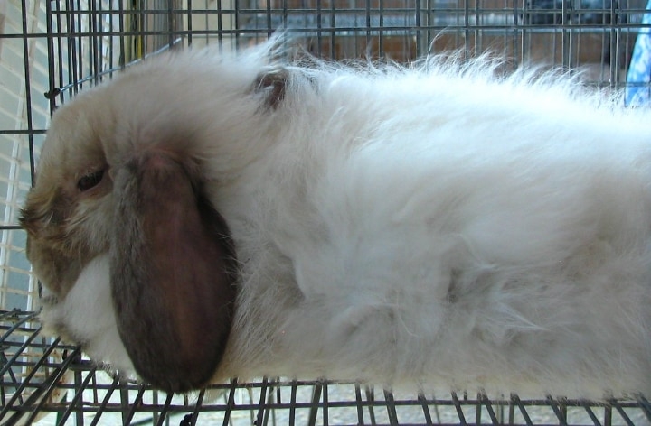 weak rabbit kept away from stronger bully rabbits weak rabbit kept away from stronger bully rabbits